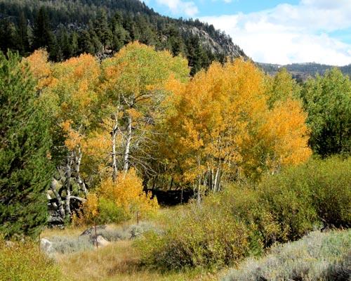 Fall colors between Sorensen's Resort and Pickett's Junction. Photo by Elaine Quilici carsonsports.com