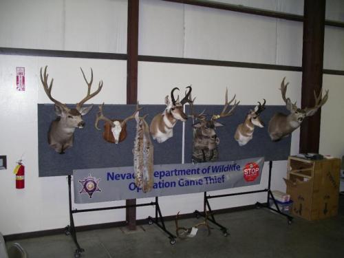 A display of poached wildlife, presented by the Nevada Department of Wildlife Operation Game Thief.  Photo by Elaine Quilici