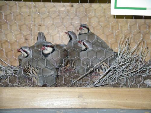 A cage with six Chukar that was one of the auction prizes at a previous fundraiser.  Photo by Elaine Quilici