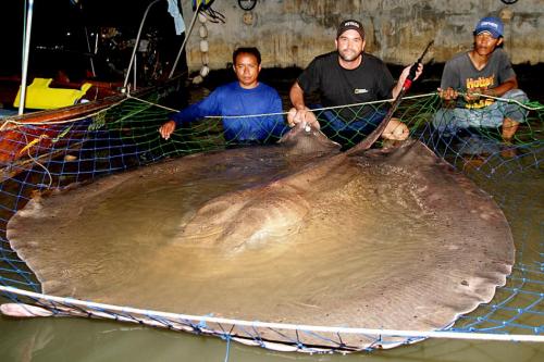 University of Nevada, Reno’s Zeb Hogan with one of the largest freshwater stingrays he’s tagged since 2003.