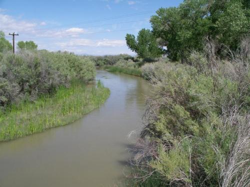 The Walker River which flows through the MVWMA. Wild turkeys and deer are often seen in this area.