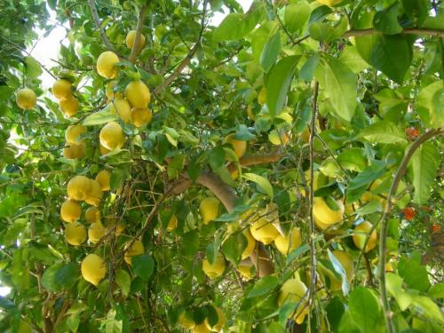 A whole bunch of ripe lemons. Photo by Don Quilici