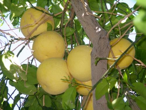 A cluster of grapefruit. Photo by Don Quilici