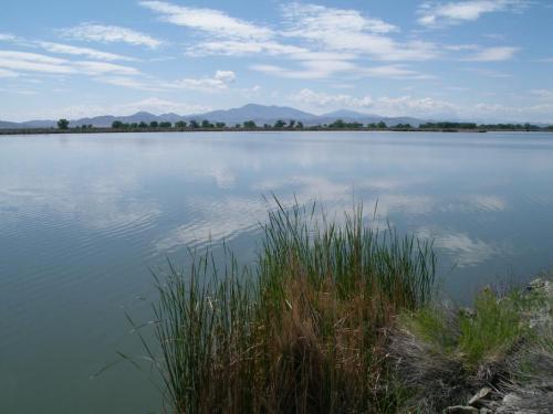 Ft. Churchill Cooling Ponds near Yerington.  Photo by Elaine Quilici