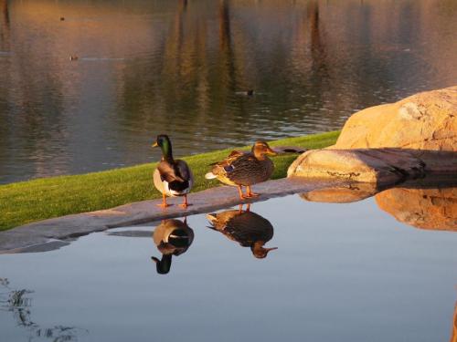 A Mallard Duck drake and hen resting at the edge of a private home’s swimming pool.  Photo by Elaine Quilici