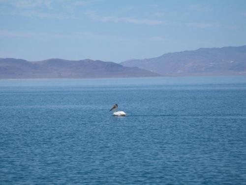 A pelican swims near the aptly named Pelican Point. Photo by Elaine Quilici