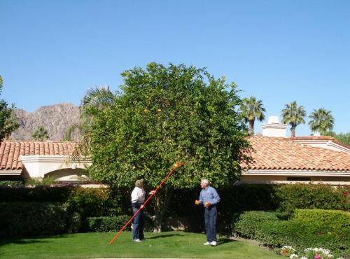 Sal Quilici of Dayton, left, and Don Reasons of Carson City picking fruit off one of the trees.  Photo by Elaine Quilici