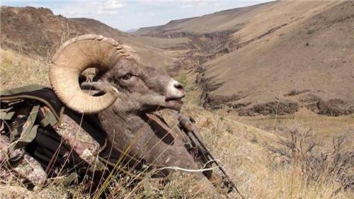 File photo of California Bighorn Sheep.