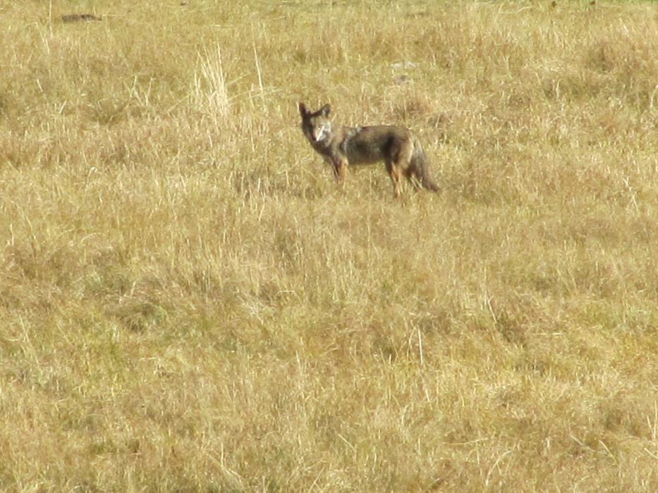 A coyote watching the photographer.  Photo by Elaine Quilici