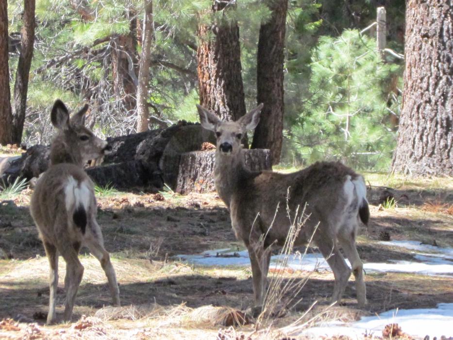 Two doe mule deer in the forest. Photo by Elaine Quilici