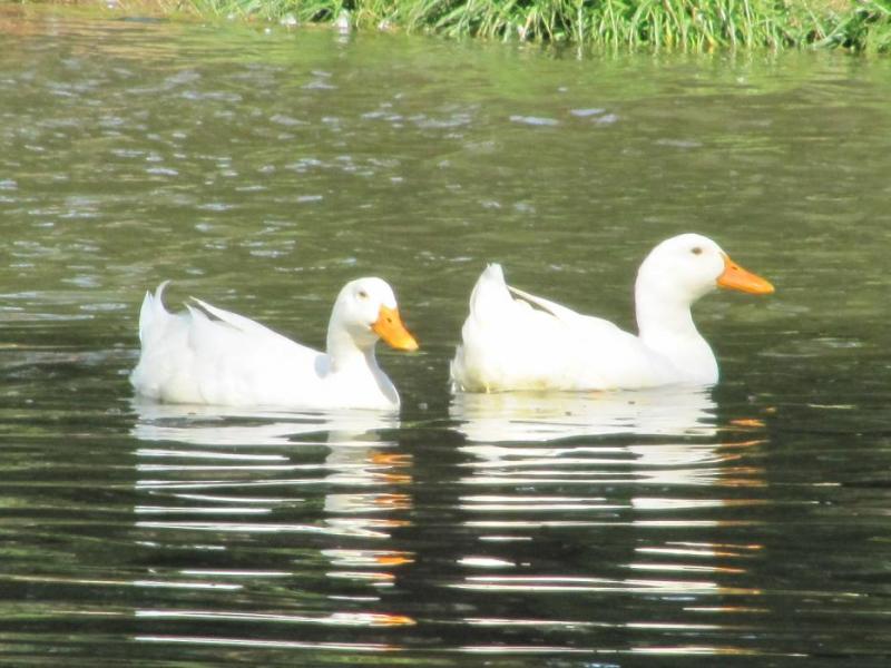 A pair of ducks on a pond. Photo by Elaine Quilici