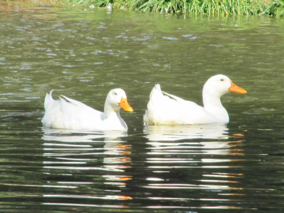 A pair of ducks on a pond. Photo by Elaine Quilici