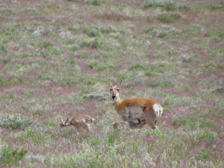 A rare sight of a doe Pronghorn Antelope with twin fawns.  They were just out of Baker, Nevada. Photo by Elaine Quilici