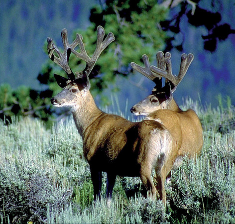 Mule deer courtesy of the Utah Division of Wildlife.