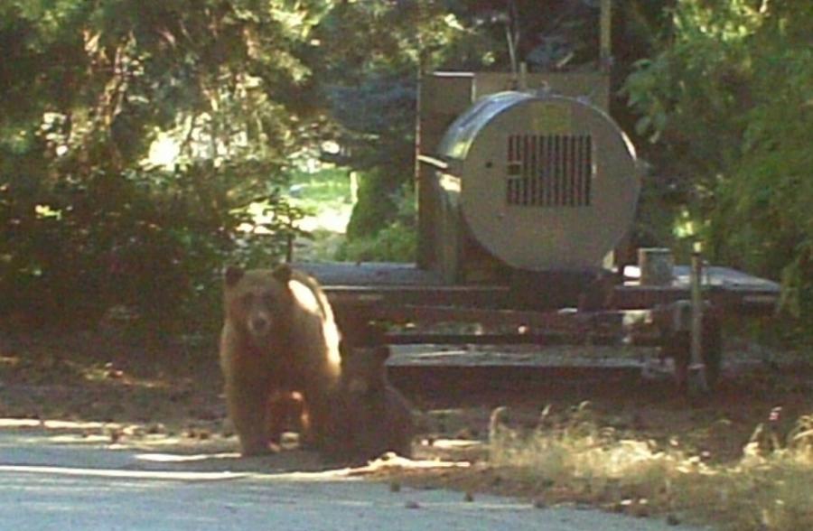 carson now: mama bear and cub captured in Carson City