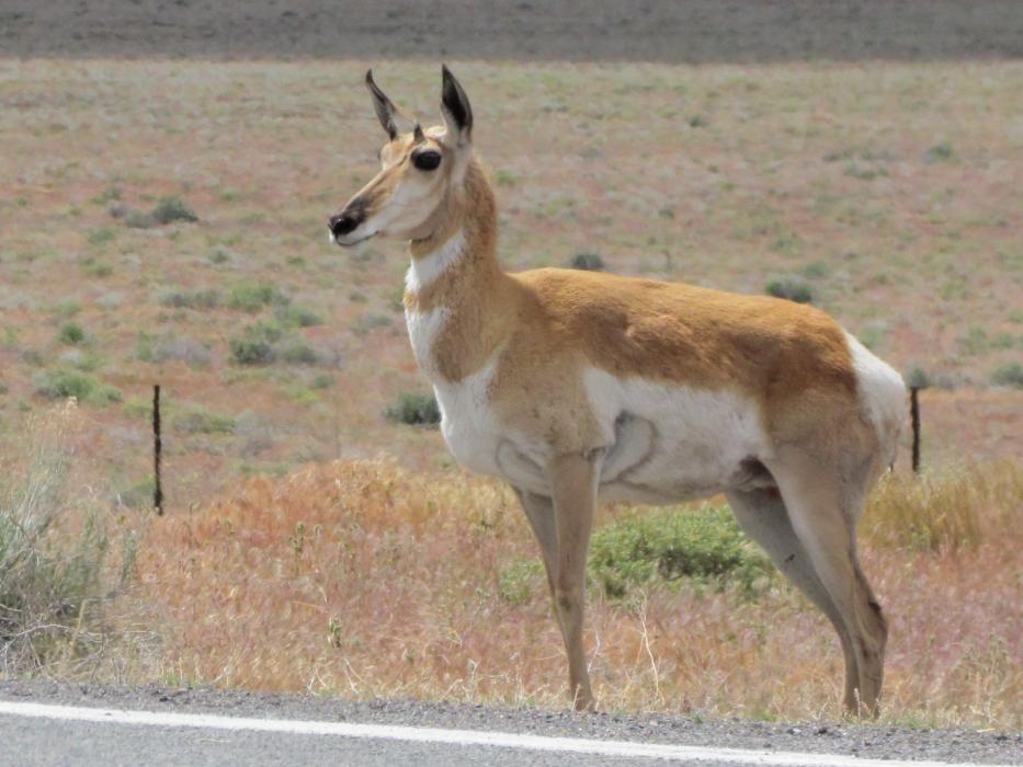Pronghorn Antelope seen along the highway between Austin and Ely. Photo by Elaine Quilici