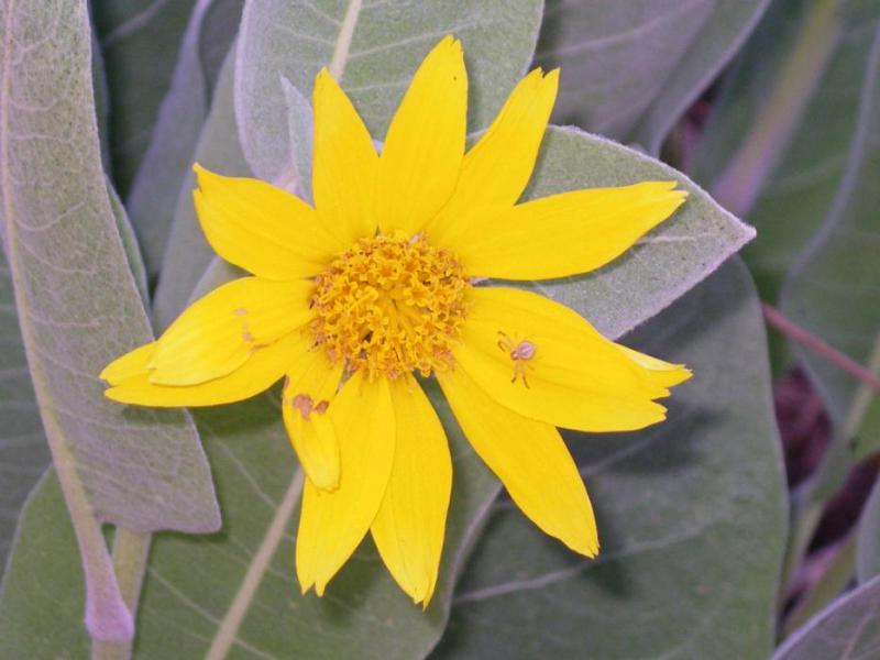 The yellow blossom of a Mule Ear plant with a tiny spider on one of the flower’s petals. By Elaine Quilici