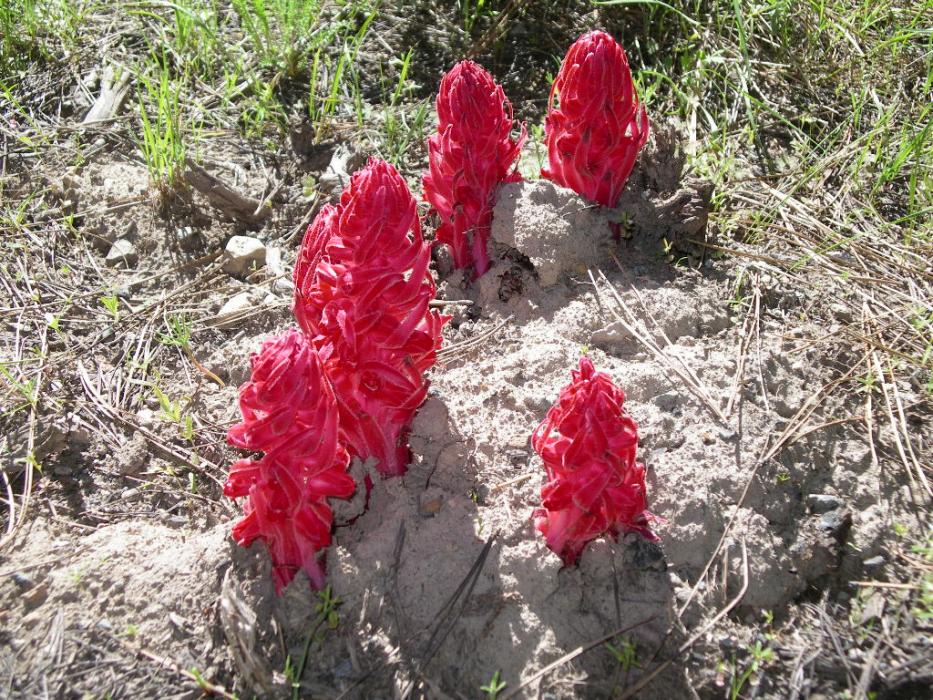 A rare cluster of Snow Plants. Photo by Elaine Quilici