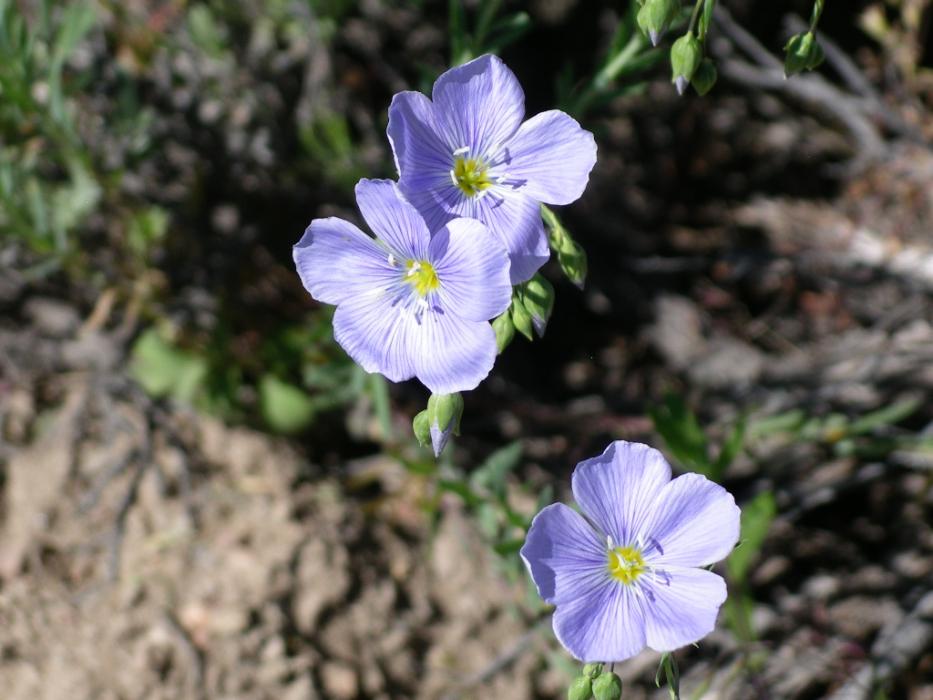 A blue-colored, wild Phlox. Photo by Elaine Quilici
