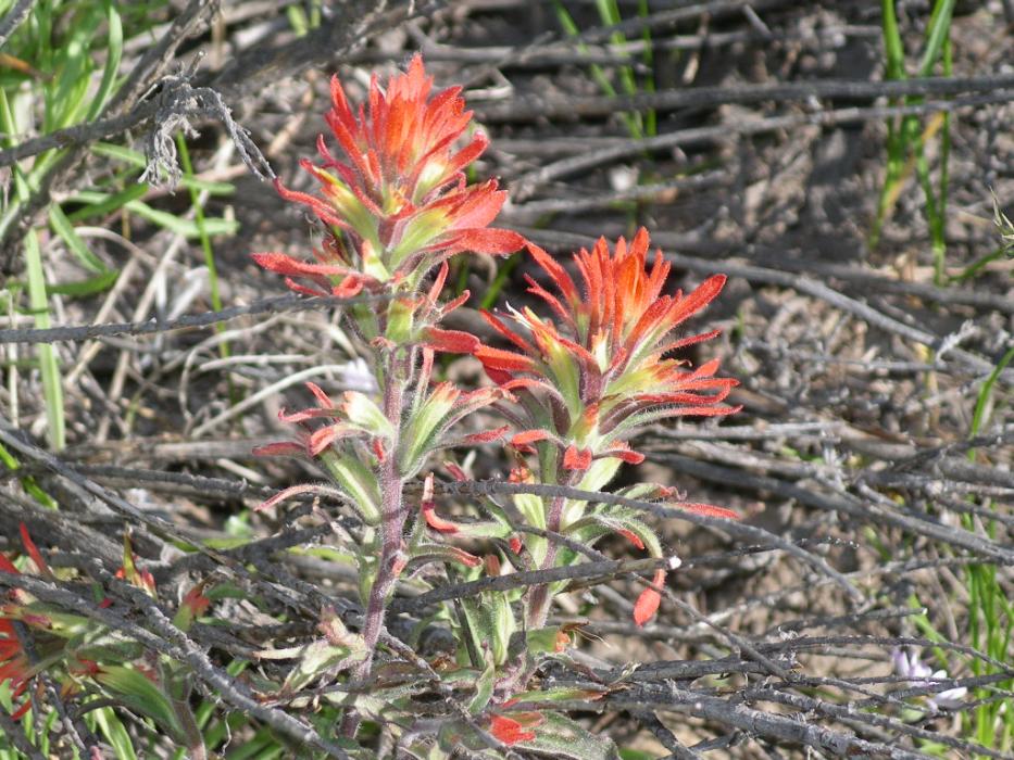 Indian Paint Brush. Photo by Elaine Quilici
