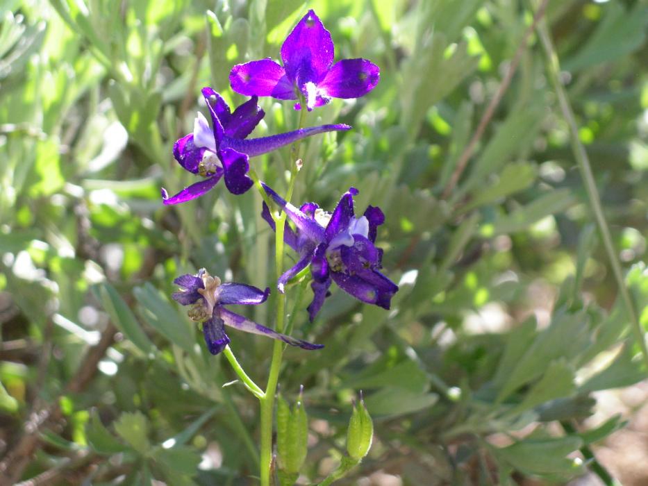 A purple flower that resembles a Columbine. Photo by Elaine Quilici