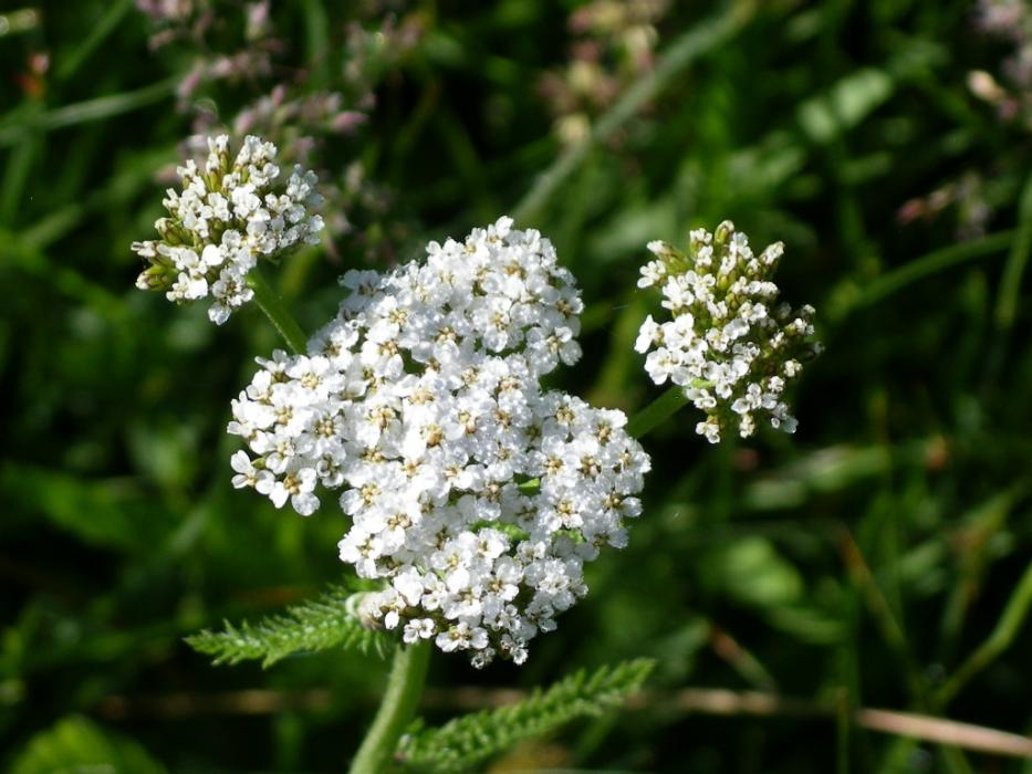 An unknown, white wildflower on the east side of Davis Lake. Photo by Elaine Quilici