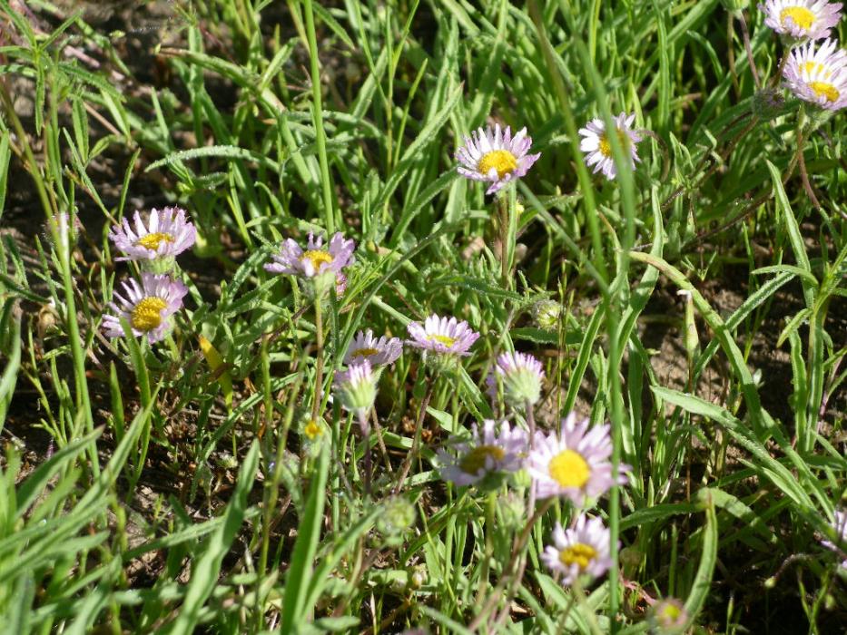 A cluster of light purple, Daisy-looking wildflowers. Photo by Elaine Quilici