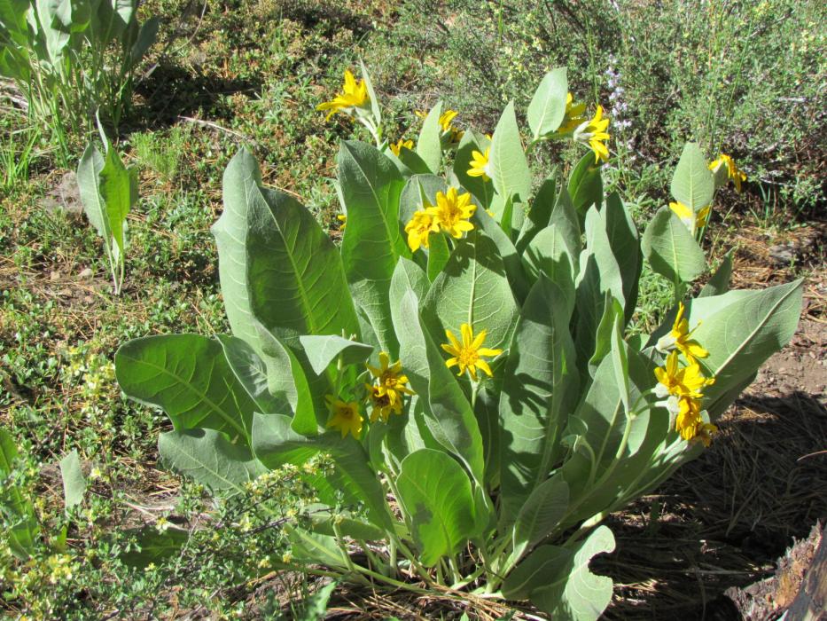 A Mule Ear plant in full bloom. Photo by Elaine Quilici