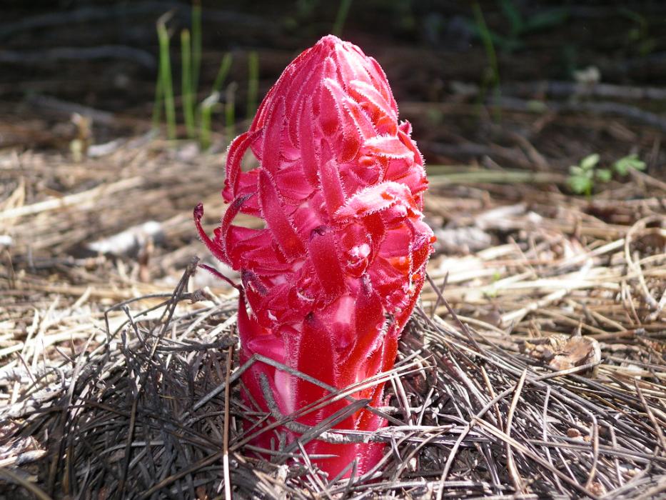 A bright red Snow Plant also known as a Snow Flower. Photo by Elaine Quilici