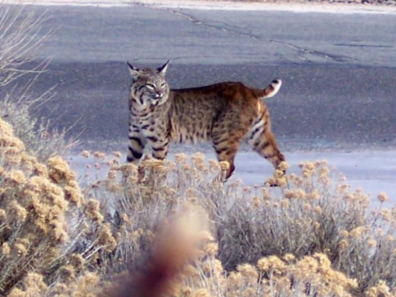 Mom Bobcat