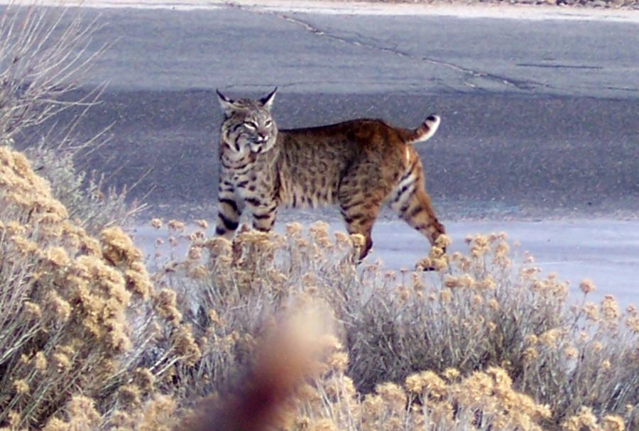 Mom Bobcat waiting for her 2 cubs