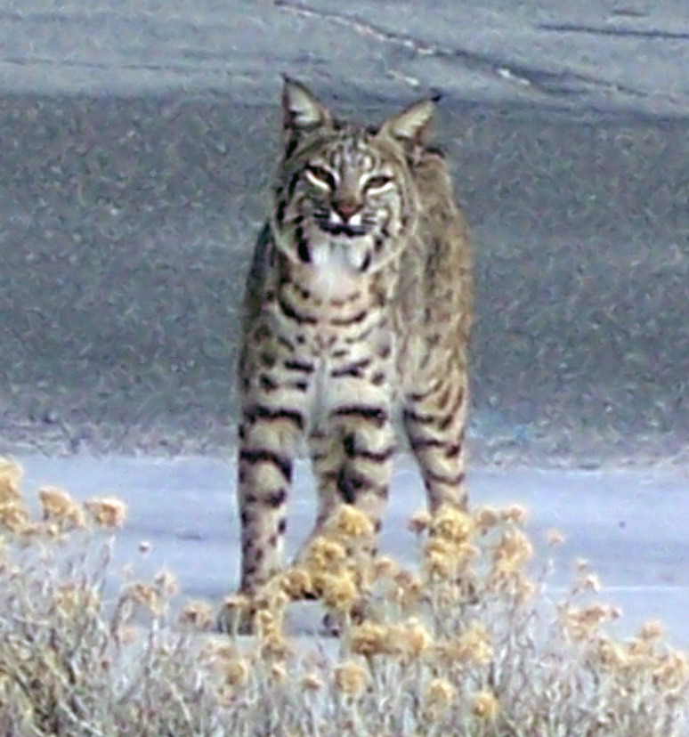 Mom Bobcat 2