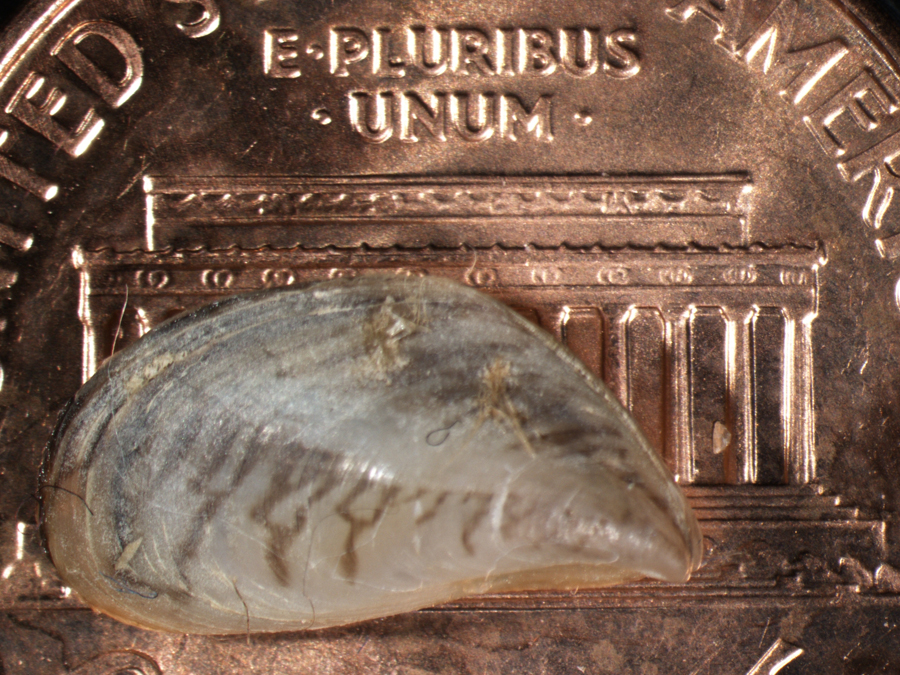 The tiny quagga mussel can cause big problems in lakes and waterways. Photo courtesy of University of Nevada, Reno.