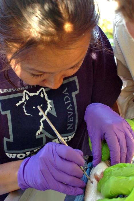 UNR researcher Ka Lai Ngai surgically implants a tracking device in a large-mouth bass.