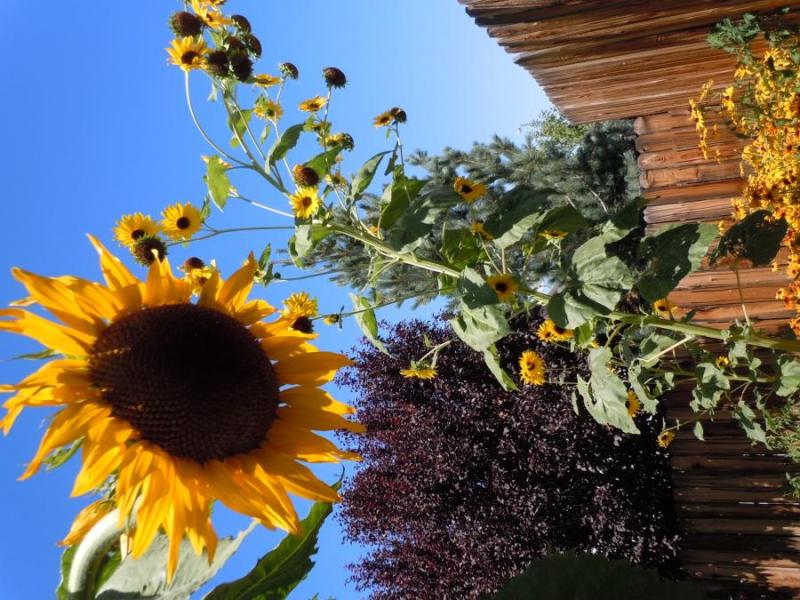 sunflowers taller than the fence