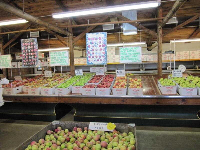 Apples, apples and more apples.  Photo by Elaine Quilici