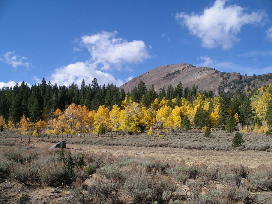 Quaking Aspen trees on the west side of California S.R. 88, with Red Mountain in the background.  File photo by Elaine Quilici