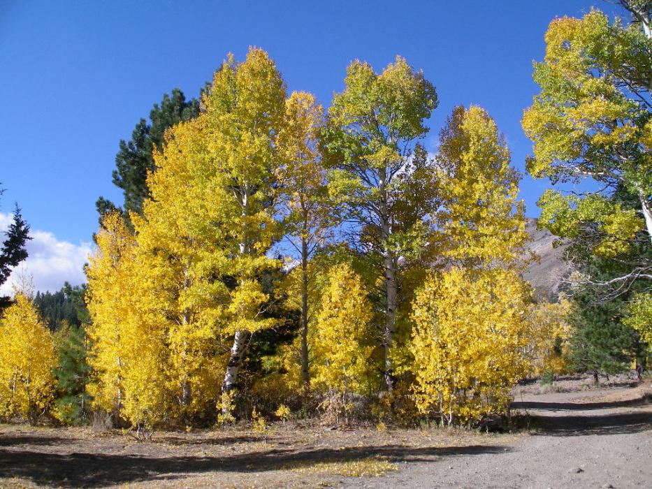 The beginning of the primitive dirt road that leads from S.R. 88 to tiny Crater Lake.  File photo by Elaine Quilici