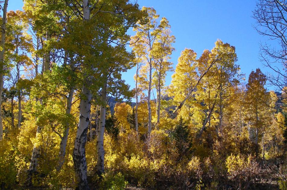 Some of the colorful Aspen trees in the area of that dirt road.  File photo by Elaine Quilici