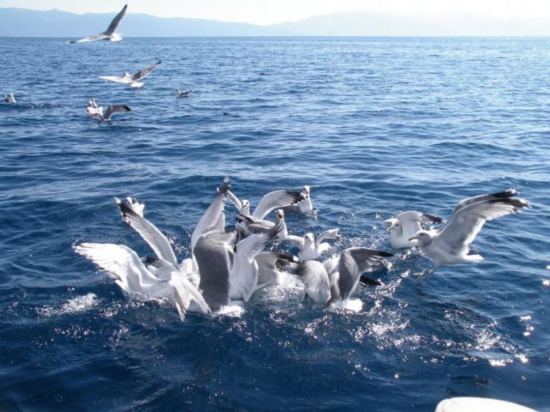 Seagulls fighting over fish guts as the trout were being cleaned. Photo by Don Quilici
