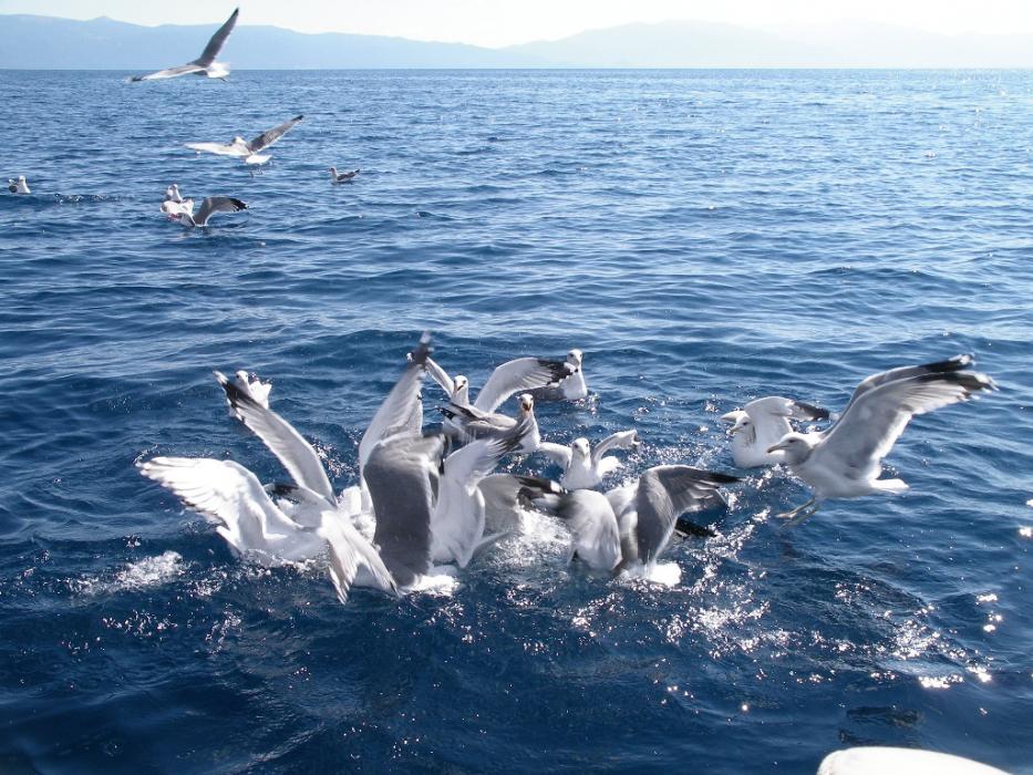 Seagulls fighting over fish guts as the trout were being cleaned. Photo by Don Quilici