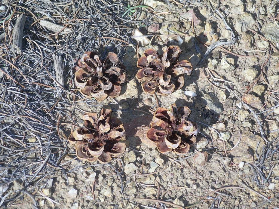 Some of last year’s empty Pinon Pine cones under a tree.  Photo by Elaine Quilici