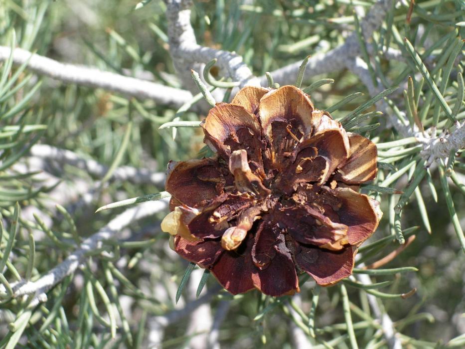 An open cone whose nuts are scattered on the ground.  Photo by Elaine Quilici