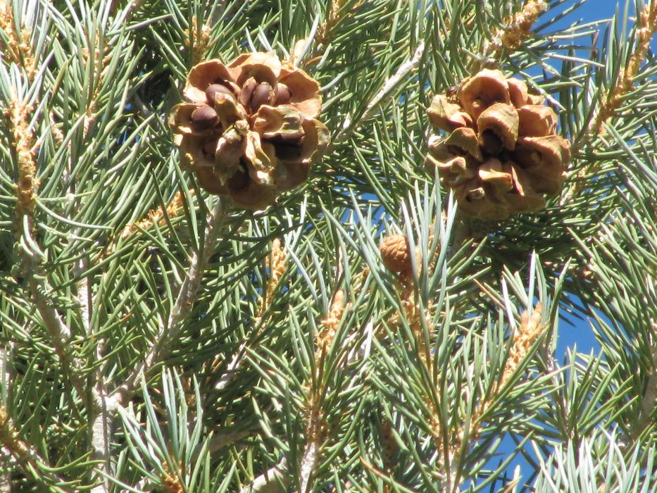 The cone on the left, loaded with nuts, is what pine nut gathers are seeking at this time of the year.  Photo by Elaine Quilici