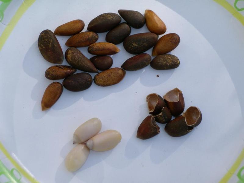 The hard-earned spoils: Pine nuts with some cracked open to display the tasty morsels they contain.  Photo by Elaine Quilici