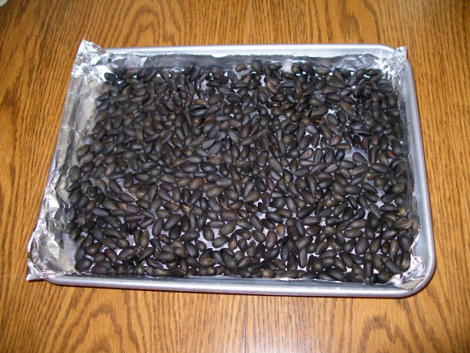 A Mother Nature treat: Freshly cooked pine nuts.  Photo by Elaine Quilici