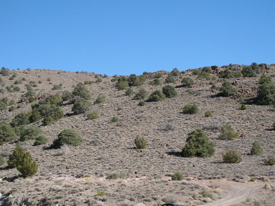A typical Great Basin hillside with a mix of sagebrush and Pinon Pine trees.  Photo by Elaine Quilici