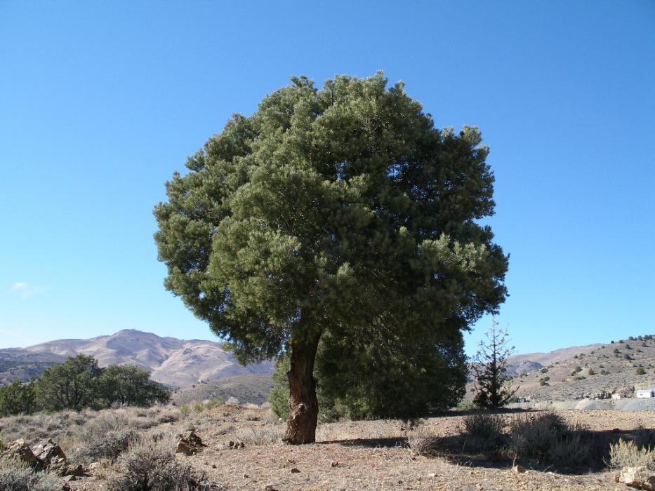 A Pinon Pine tree. Photo by Elaine Quilici