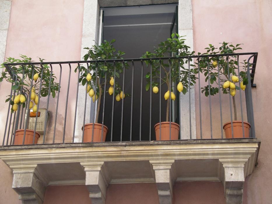 Lemon trees with their lemons on a balcony in Taormina.  Photo by Elaine Quilici
