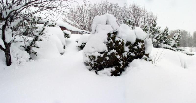 A Snowy Christmas